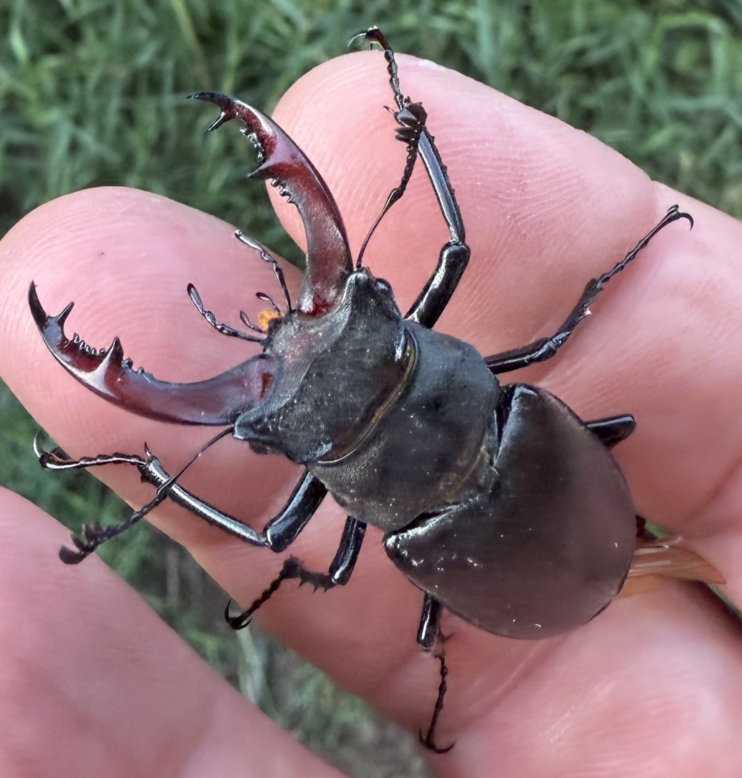 Male Stag Beetle with large antlers fueld study day with NOMAD Sea Kayaking in Suffolk.