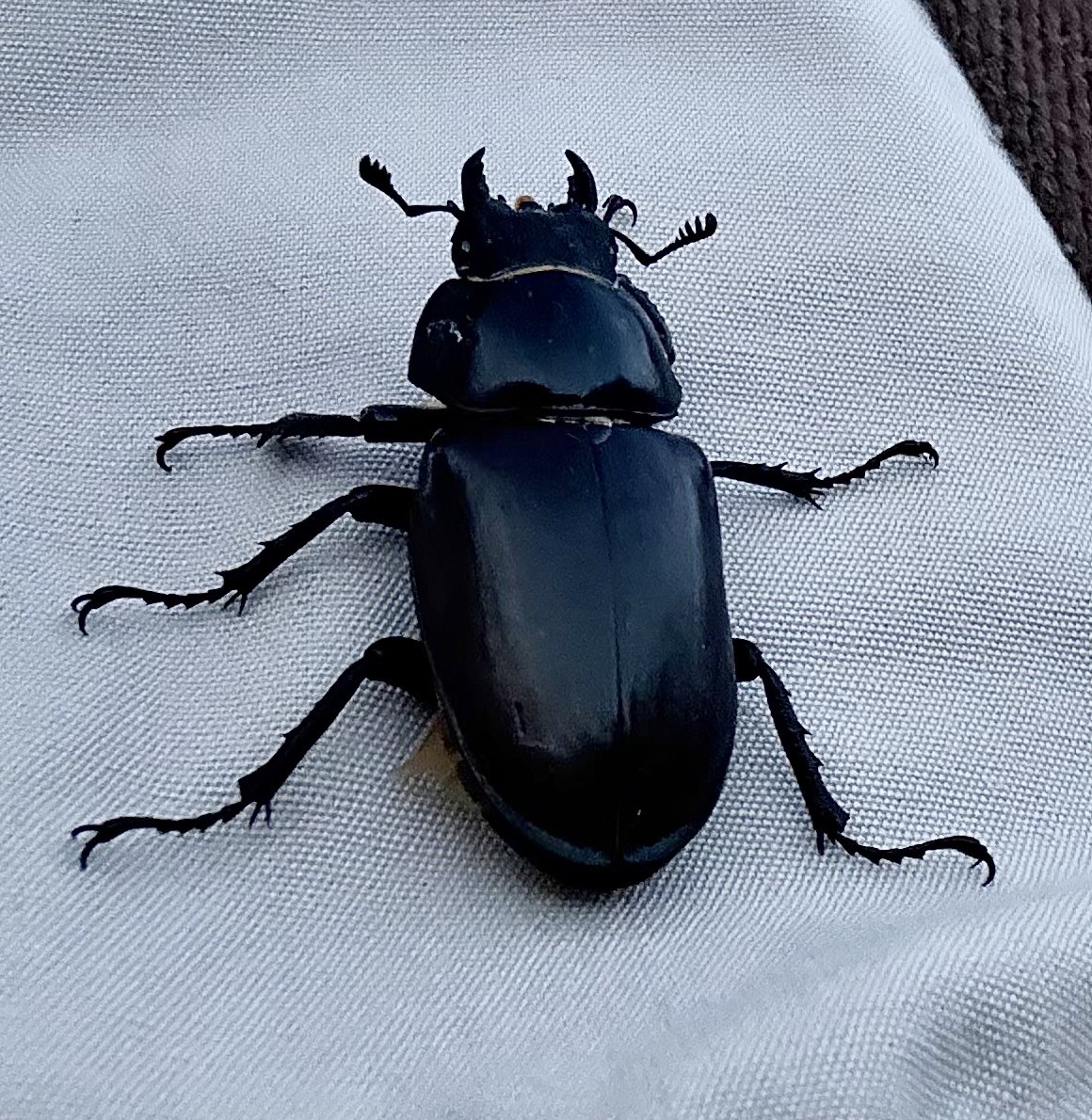 Female Stag Beetle Field Study evening in Suffolk.