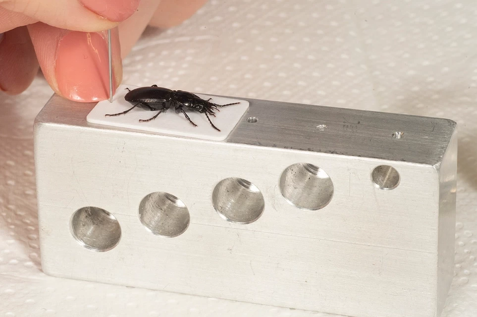 Pinning block used for setting insect specimens with NOMAD Outdoor Learning.
