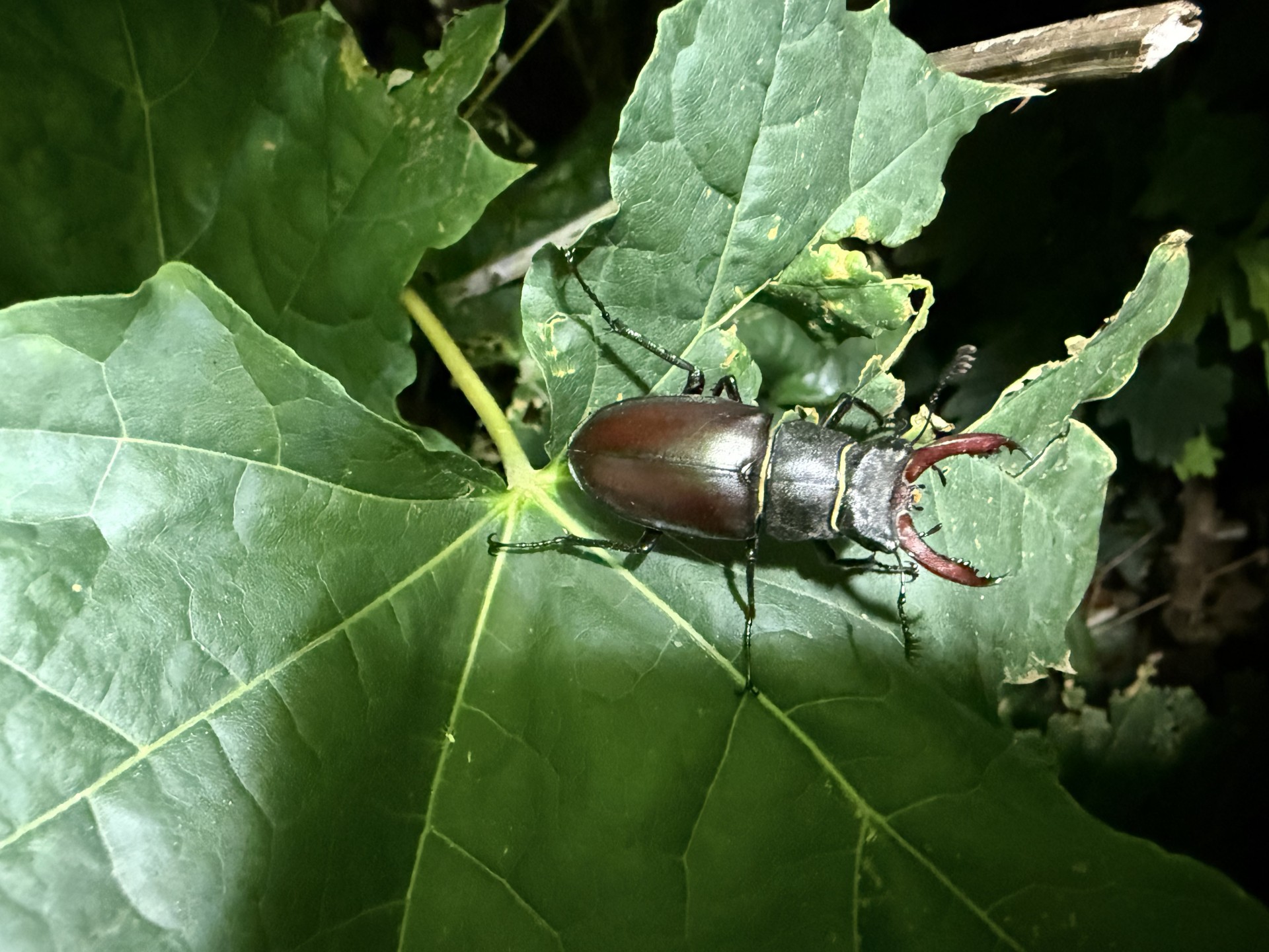 Lucanus cervus (Stag Beetle) in Suffolk on the Stag Beetle Field Study evening with NOMAD Outdoor Learning.