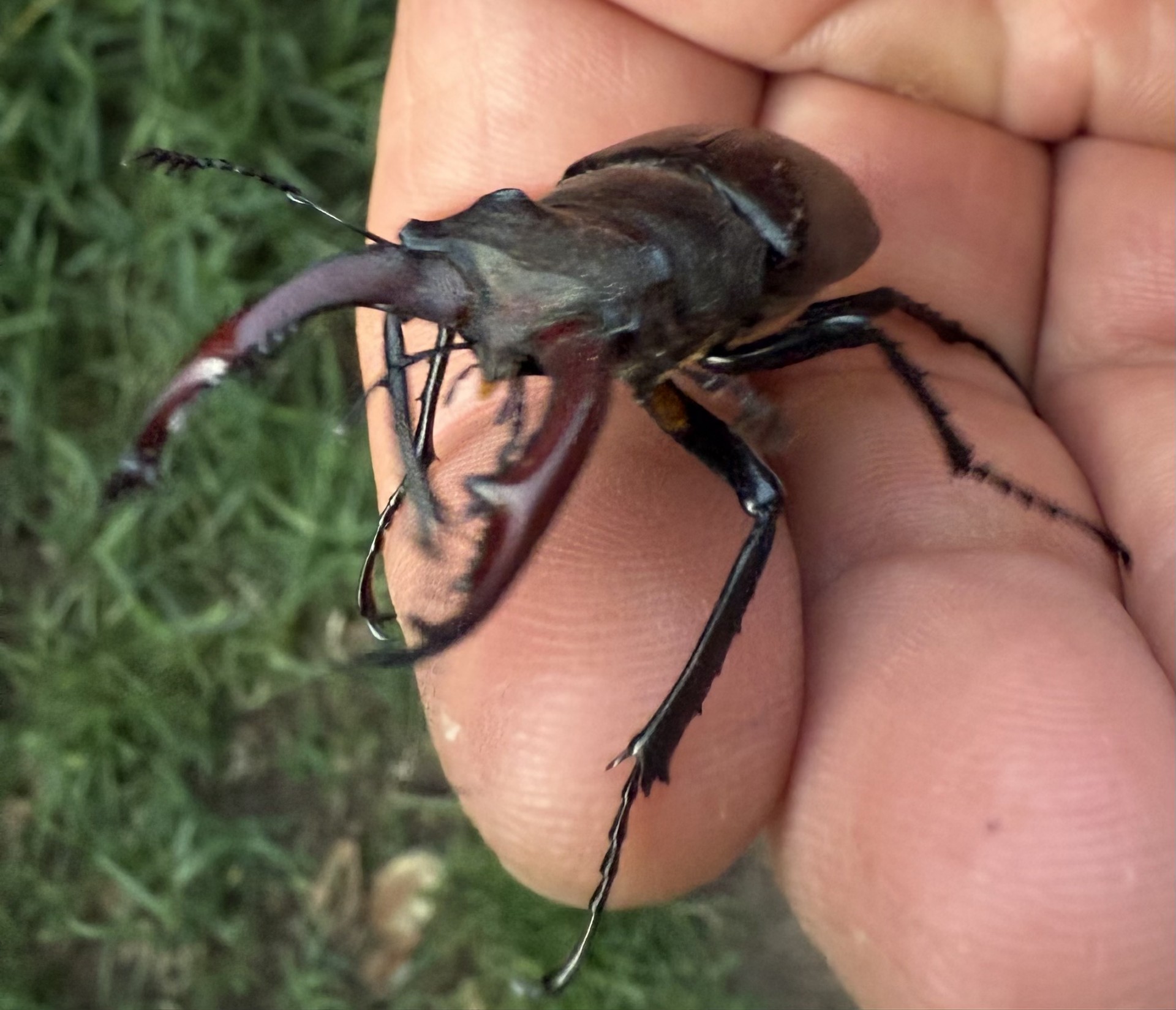 Field collecting beetles with NOMAD Field Entomology and Naturalist Programme (FENP)