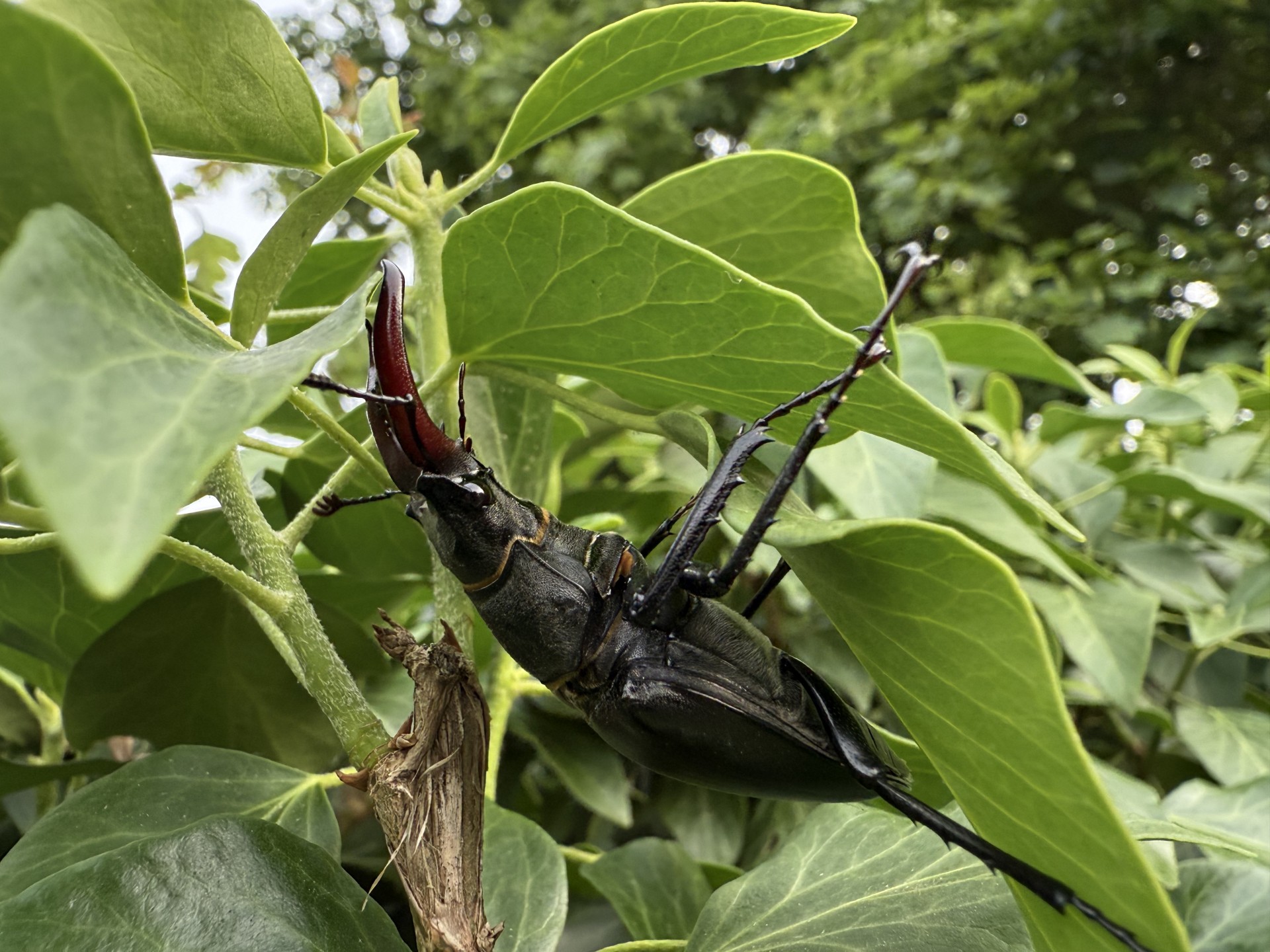 Male British Stag Beetle in Suffolk with NOMAD Outdoor Learning field entomology training.