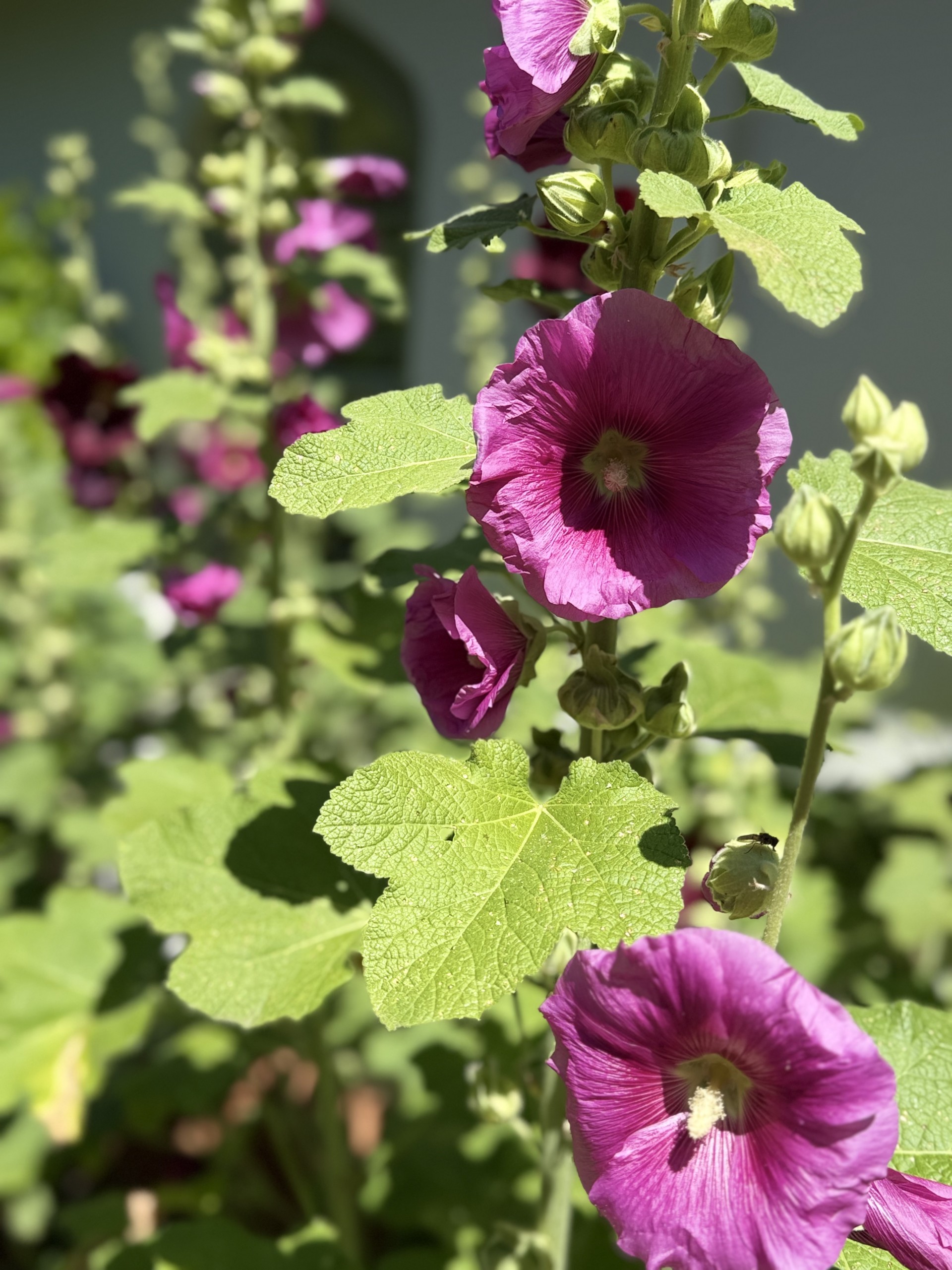 Hollyhock (Alcea rosea) in Suffolk with NOMAD Outdoor Learning.