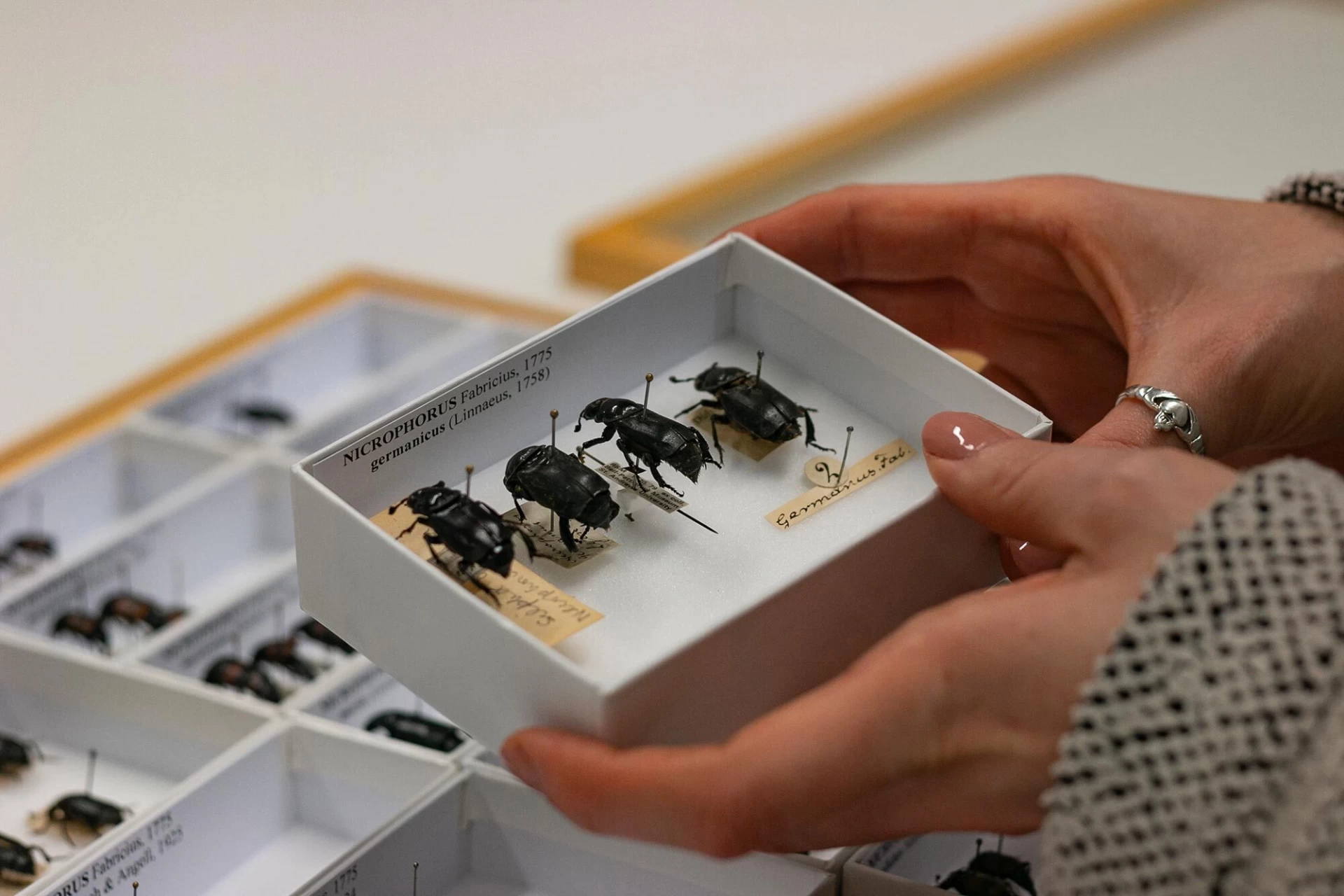 Beetle (Coleoptera) specimens presented in a specimen box with NOMAD Outdoor Learning in Suffolk.