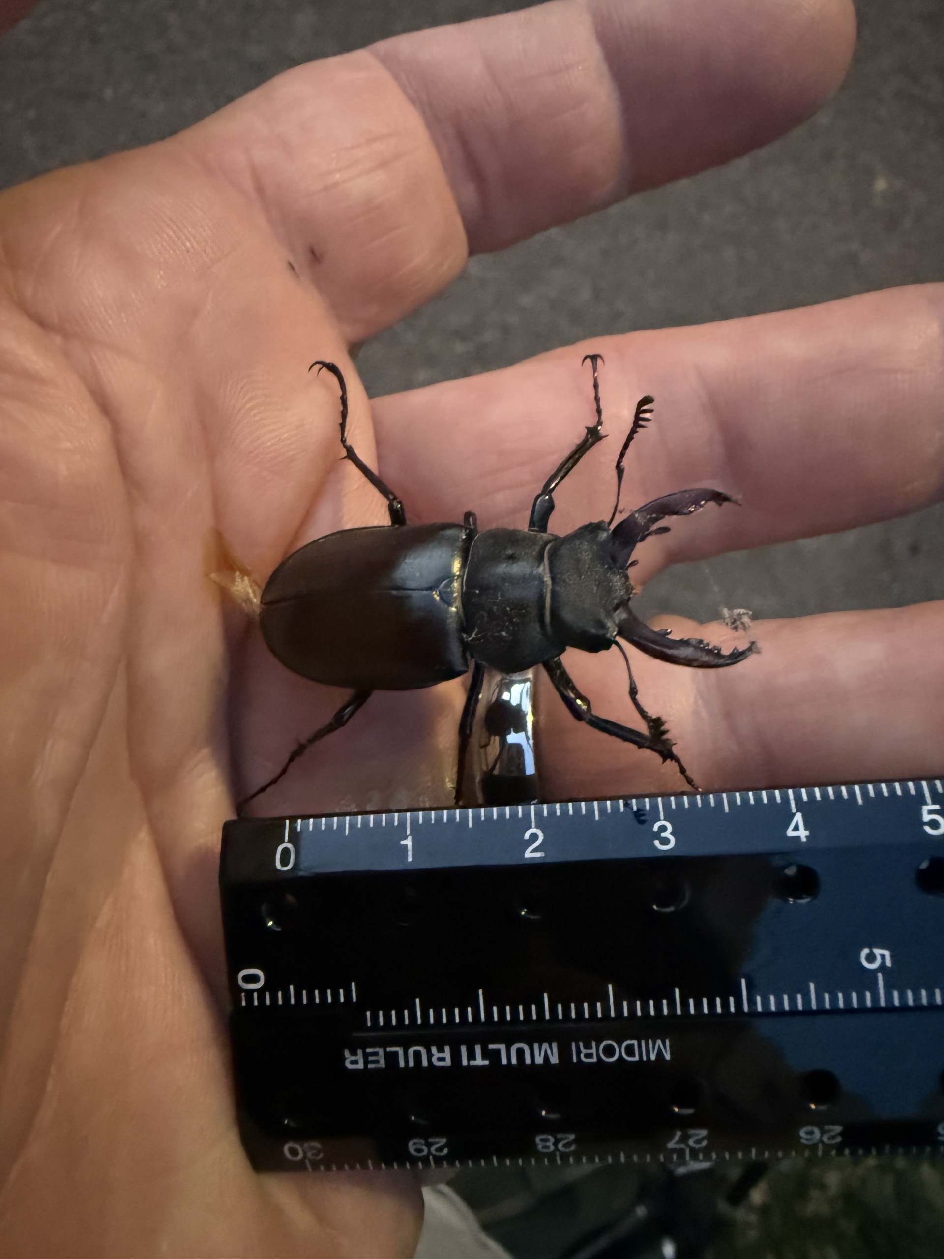 Measuring male Stag beatles with a rule with the NOMAD Field Entomology & Naturalist Programme (FENP)